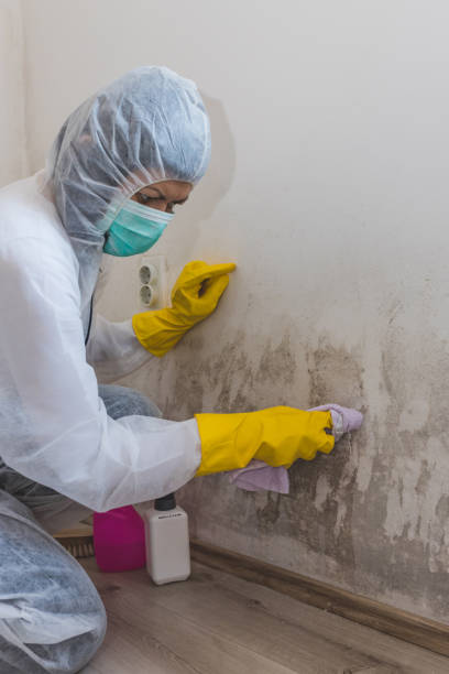 Best Real Estate Mold Inspection  in Oneida, TN