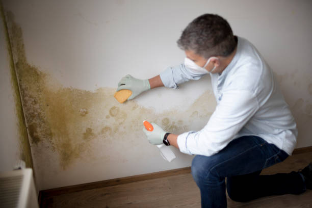 Best Water Damage & Mold Remediation  in Oneida, TN
